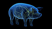 Pig lymphatic system, illustration