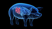 Pig small intestine, illustration