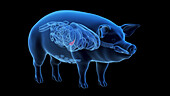 Pig gallbladder, illustration