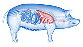 Pig lungs, illustration