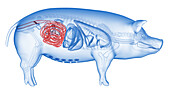 Pig colon, illustration