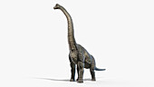 Brachiosaurus, illustration