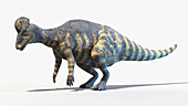 Corythosaurus, illustration