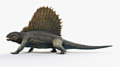 Dimetrodon, illustration