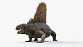 Dimetrodon, illustration