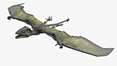 Dimorphodon, illustration