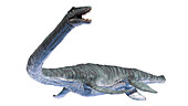 Elasmosaurus, illustration