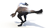 Gallimimus, illustration