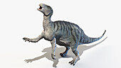 Iguanodon, illustration
