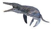 Kronosaurus, illustration