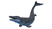 Mosasaurus, illustration