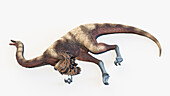 Ornithomimus, illustration