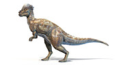 Pachycephalosaurus, illustration