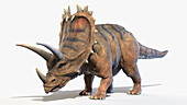 Pentaceratops, illustration