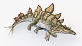 Stegosaurus, illustration