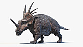 Styracosaurus, illustration