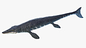 Tylosaurus, illustration
