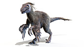Velociraptor, illustration