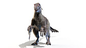 Velociraptor, illustration