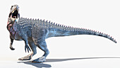 Torvosaurus, illustration
