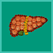 Liver, conceptual image