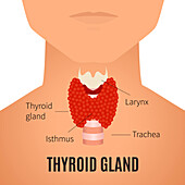 Thyroid in men, illustration