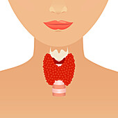 Thyroid in women, conceptual illustration