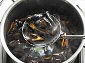 steaming mussels