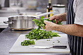 Chef handling fresh parsley