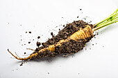 Yellow carrot with soil (Daucus carota)