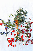 Sloes, sea buckthorn, hawthorn, and rose hips