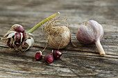 Garlic forms its seeds above ground - the incubating bulb