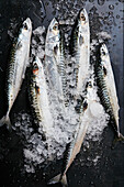 Frische Makrelen auf Crushed Ice