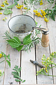 Rainfarn (Tanacetum vulgare) und Messbecher mit Holzgriff, dekoriert mit Rosmarin und Brombeerblätter