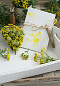 Selbstgemachte Einladungskarte mit Blütendruck aus Rainfarn (Tanacetum vulgare) mit Wäscheklammer und Schnur