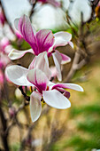 Blühender Magnolienbaum im Frühjahr
