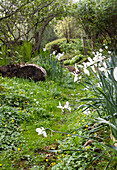 White daffodils growing along a garden path