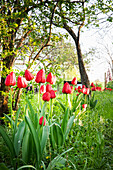 Blood red tulips 'Apeldoorn' in a garden