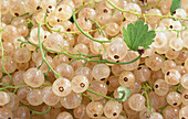 White currants (full picture)