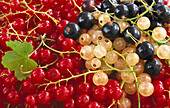 Red, white and black currants (full image)