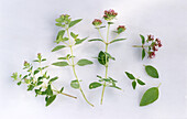 Three stems of oregano with flowers on a light background
