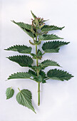 One stalk of nettle on a light background