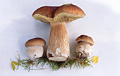 Three porcini mushrooms with some moss on a light background