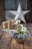 Christmas roses in a baking tin, decorative star and gift in the background