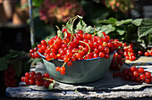 Red currants in an enamel bowl on garden chair