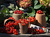 Currants with terracotta pot
