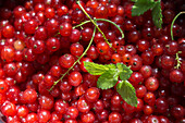 Red currants with leaves (full picture)