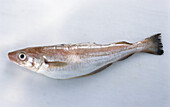 One whiting on a light background