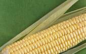 One corn on the cob on a green background