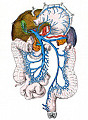 Portal venous system, illustration